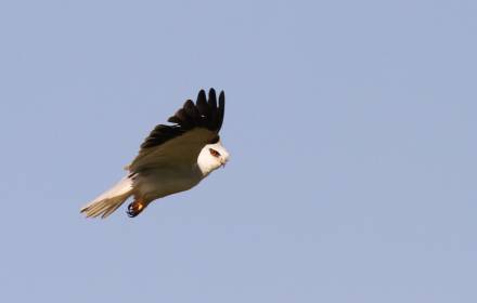 סיור צפרות סיור צפרות