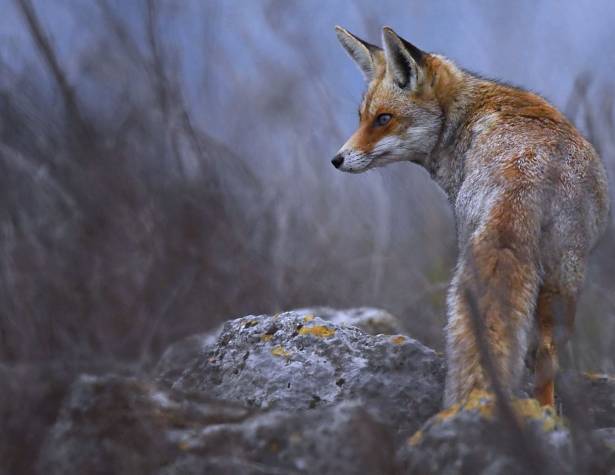 שועל מודיעיני. צילום: נתנאל קובו