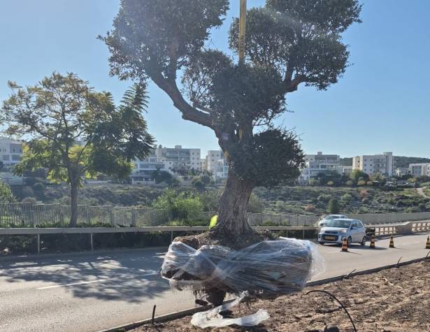 שתילת עצים באי התנועה בשדרות צה"ל