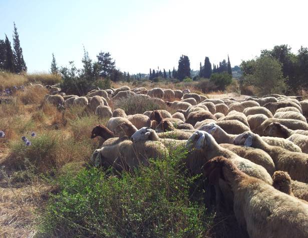 עדר כבשים. תמונה להמחשה