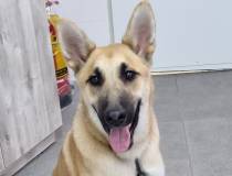 תמונה של הכלב/ה גימי