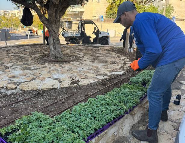 50,000 שתילים חדשים ברחבי העיר
