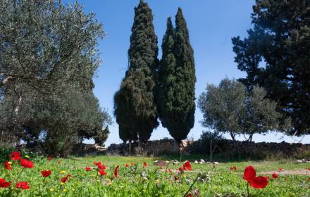 גבעת הברושים – בטבע שלי